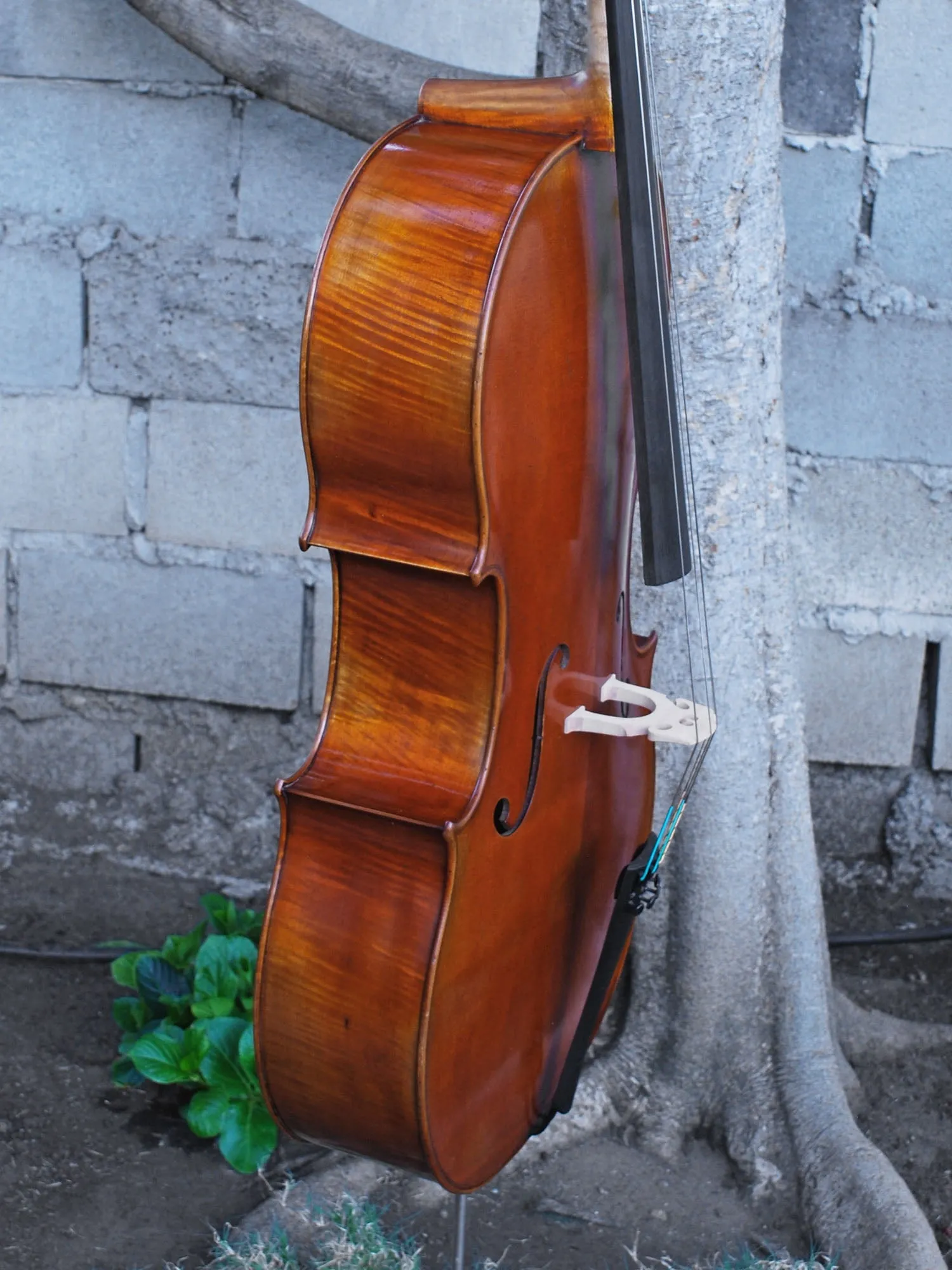 Vivo Zetoni model 100 4/4 Cello