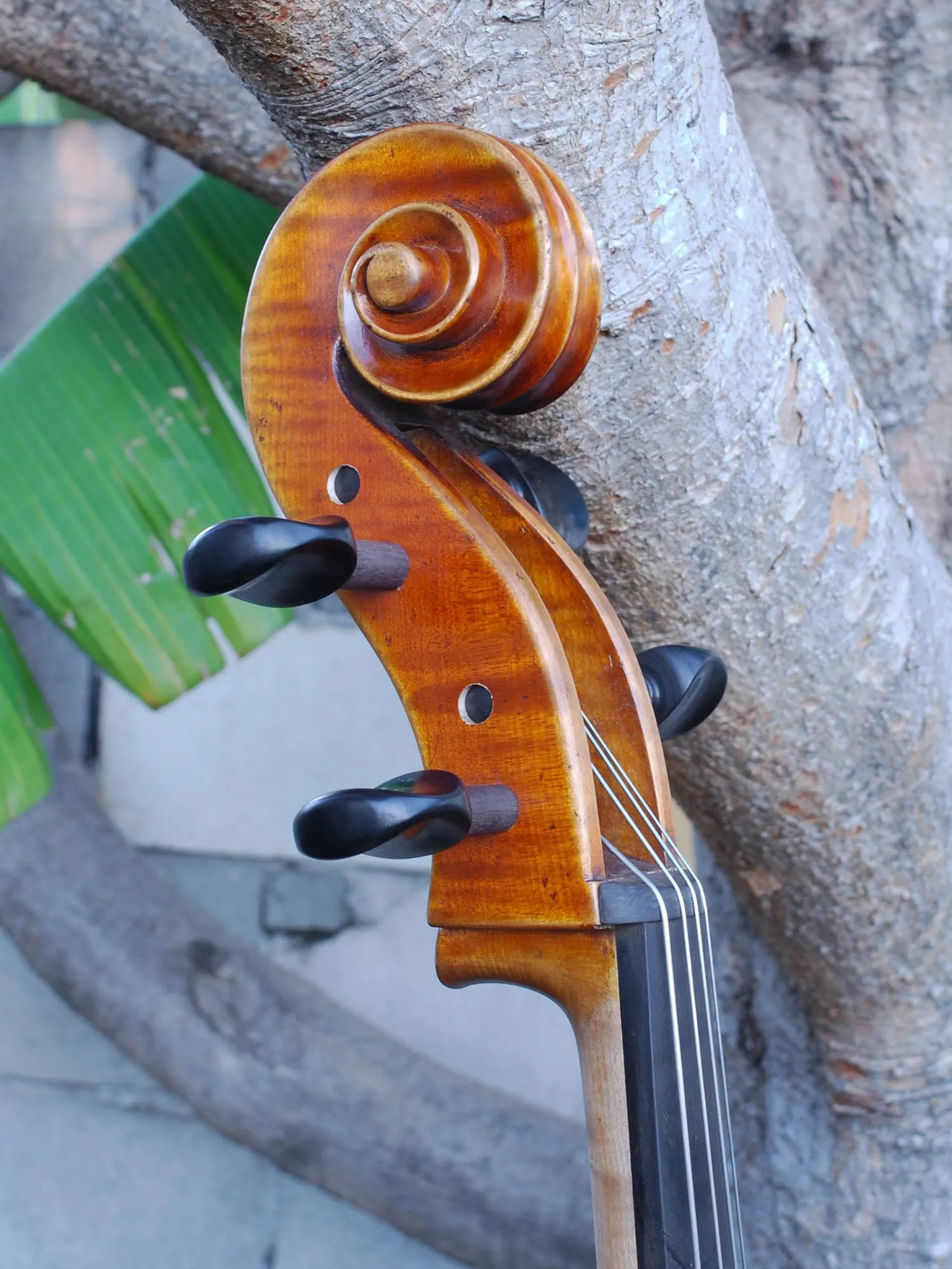 Vivo Zetoni model 100 4/4 Cello